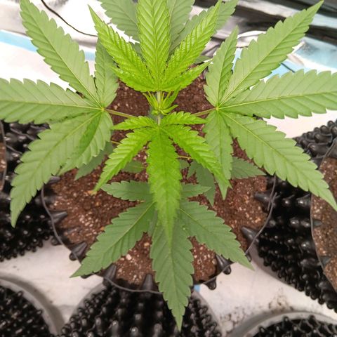 Og kush×5 kind seeds growlog timeline photo