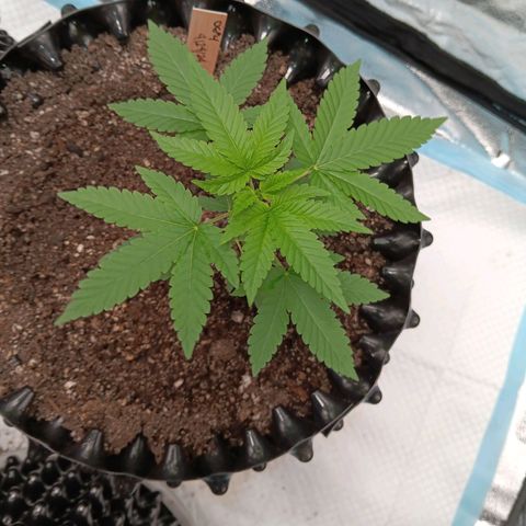 Og kush×5 kind seeds growlog timeline photo