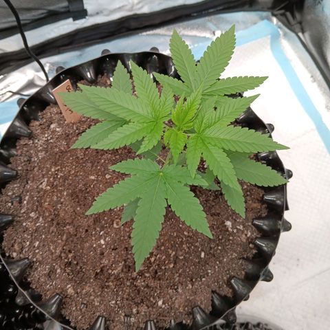 Og kush×5 kind seeds growlog timeline photo
