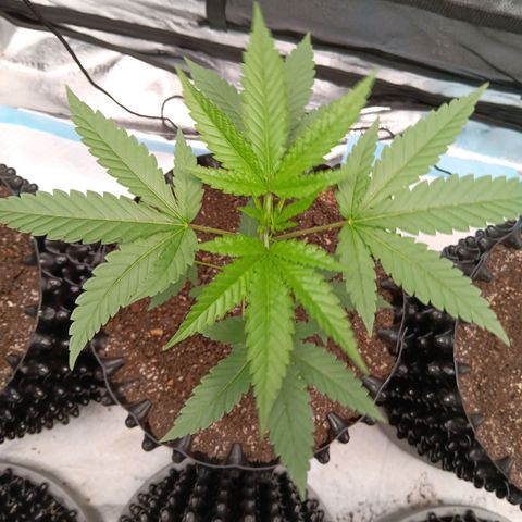 Og kush×5 kind seeds growlog timeline photo