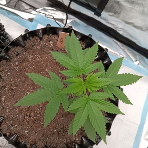 Og kush×5 kind seeds growlog timeline photo