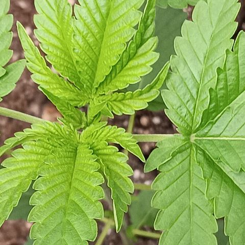 Og kush×5 kind seeds growlog timeline photo