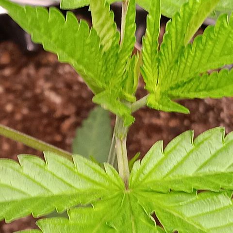Og kush×5 kind seeds growlog timeline photo