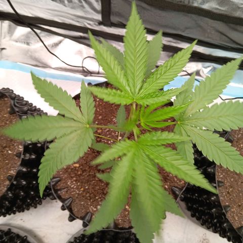 Og kush×5 kind seeds growlog timeline photo