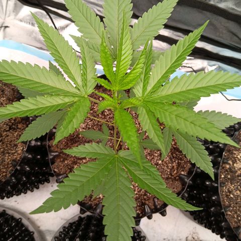Og kush×5 kind seeds growlog timeline photo