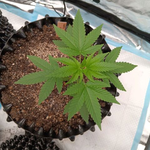 Og kush×5 kind seeds growlog timeline photo