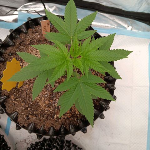 Og kush×5 kind seeds growlog timeline photo