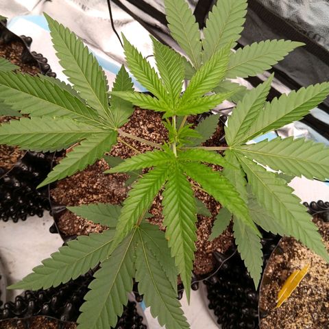 Og kush×5 kind seeds growlog timeline photo