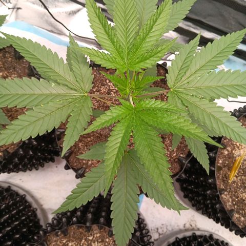 Og kush×5 kind seeds growlog timeline photo
