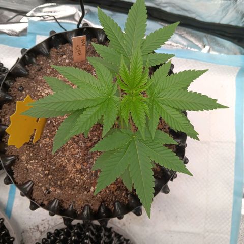 Og kush×5 kind seeds growlog timeline photo