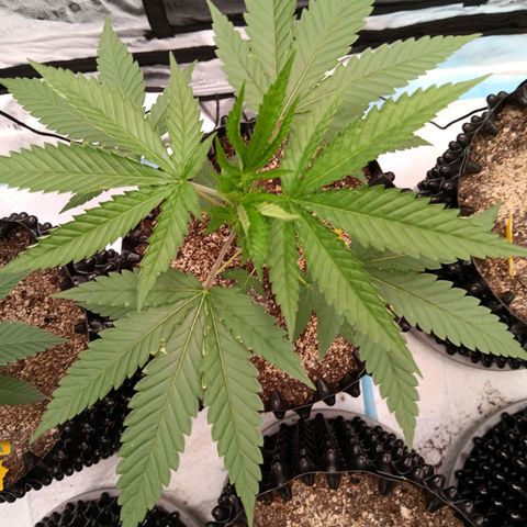 Og kush×5 kind seeds growlog timeline photo