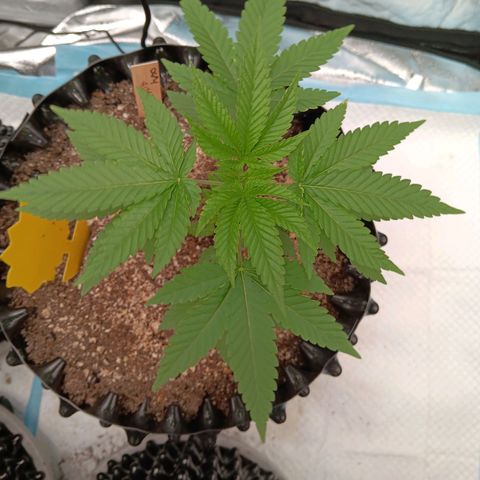 Og kush×5 kind seeds growlog timeline photo