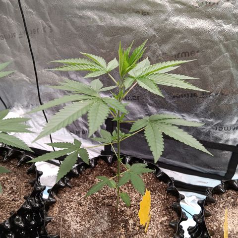 Og kush×5 kind seeds growlog timeline photo