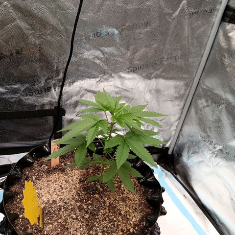 Og kush×5 kind seeds growlog timeline photo