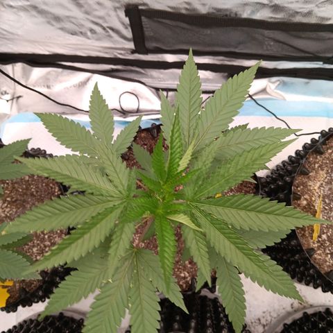Og kush×5 kind seeds growlog timeline photo