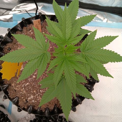 Og kush×5 kind seeds growlog timeline photo