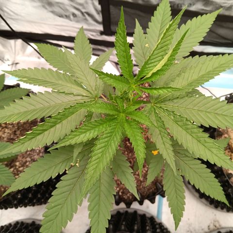 Og kush×5 kind seeds growlog timeline photo