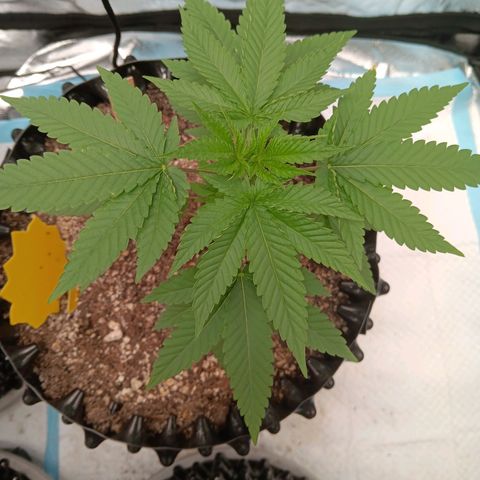 Og kush×5 kind seeds growlog timeline photo