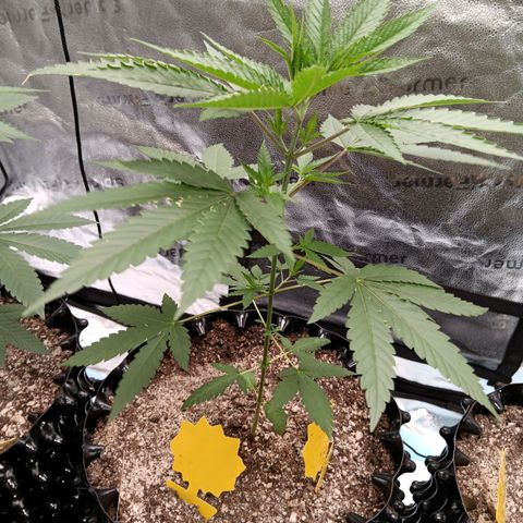 Og kush×5 kind seeds growlog timeline photo