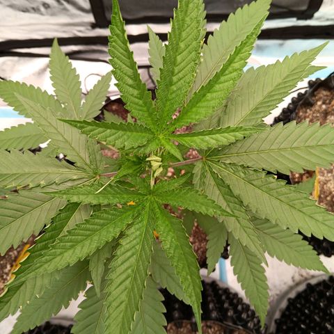 Og kush×5 kind seeds growlog timeline photo