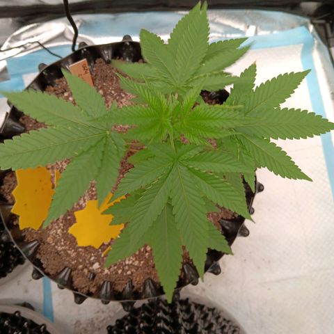 Og kush×5 kind seeds growlog timeline photo