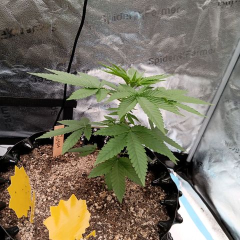 Og kush×5 kind seeds growlog timeline photo