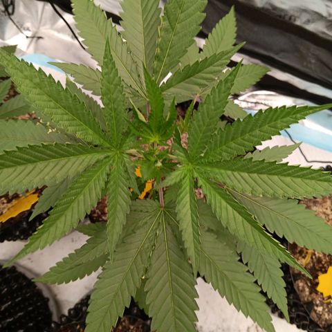 Og kush×5 kind seeds growlog timeline photo