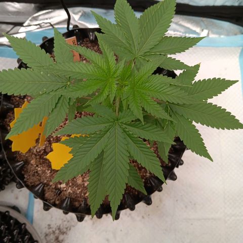 Og kush×5 kind seeds growlog timeline photo
