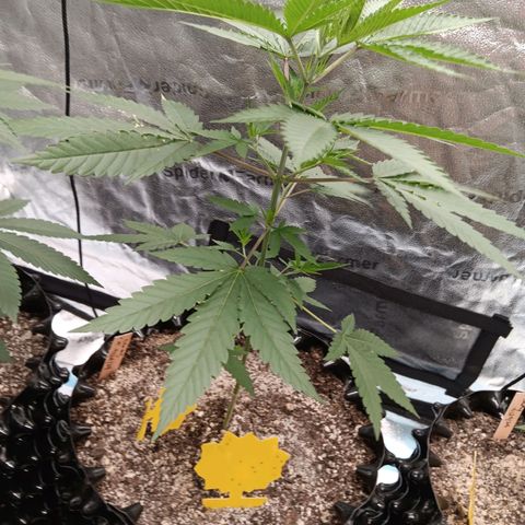 Og kush×5 kind seeds growlog timeline photo