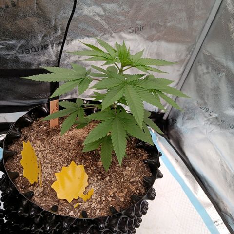 Og kush×5 kind seeds growlog timeline photo