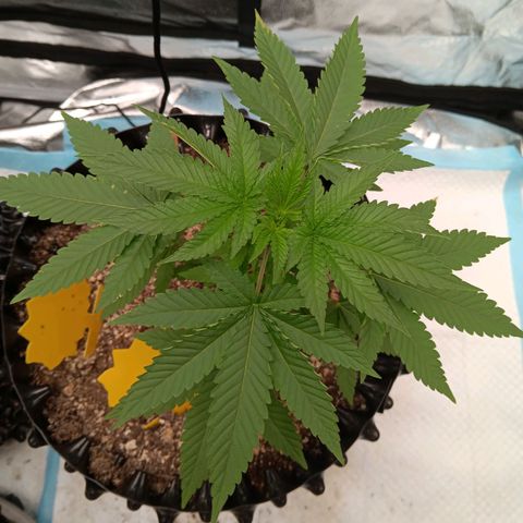 Og kush×5 kind seeds growlog timeline photo