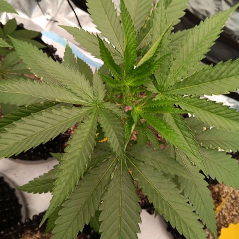 Og kush×5 kind seeds growlog timeline photo