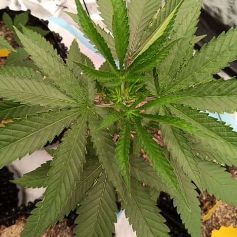 Og kush×5 kind seeds growlog timeline photo