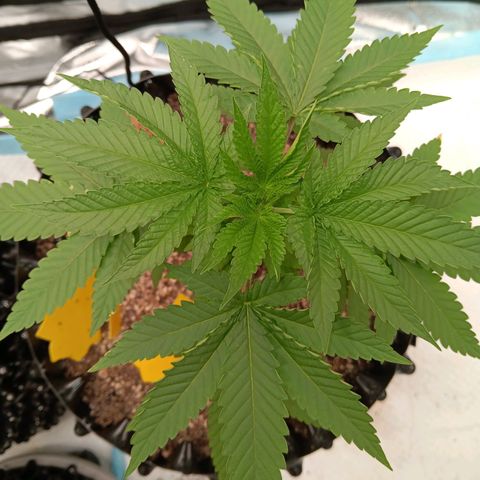 Og kush×5 kind seeds growlog timeline photo