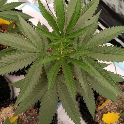 Og kush×5 kind seeds growlog timeline photo