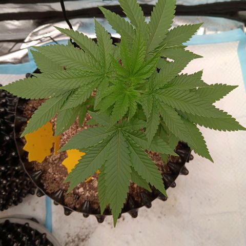 Og kush×5 kind seeds growlog timeline photo