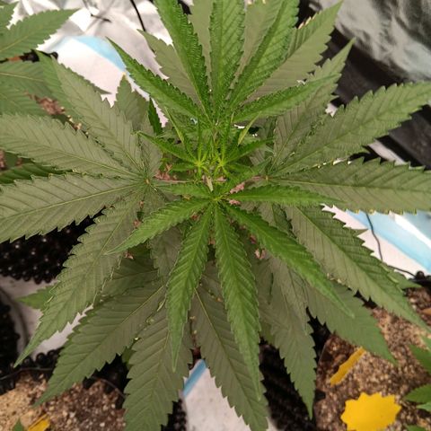 Og kush×5 kind seeds growlog timeline photo