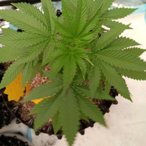 Og kush×5 kind seeds growlog timeline photo