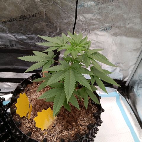Og kush×5 kind seeds growlog timeline photo
