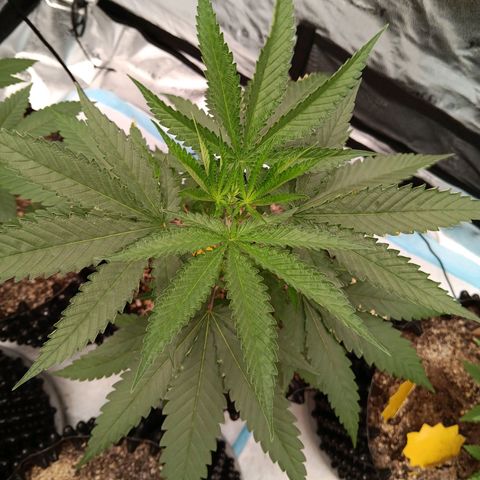 Og kush×5 kind seeds growlog timeline photo