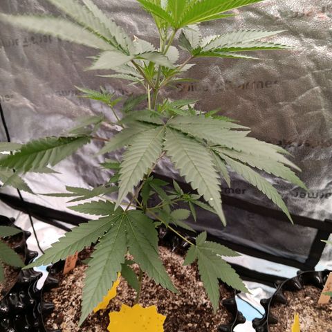Og kush×5 kind seeds growlog timeline photo