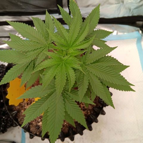 Og kush×5 kind seeds growlog timeline photo