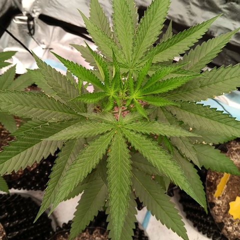 Og kush×5 kind seeds growlog timeline photo