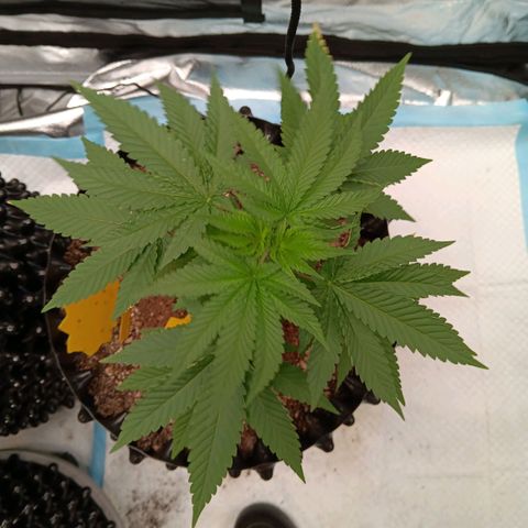 Og kush×5 kind seeds growlog timeline photo