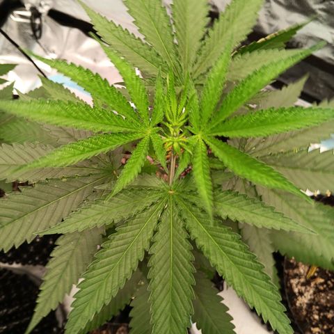 Og kush×5 kind seeds growlog timeline photo