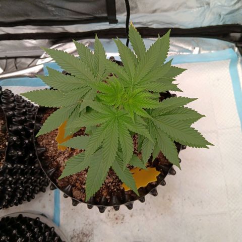 Og kush×5 kind seeds growlog timeline photo