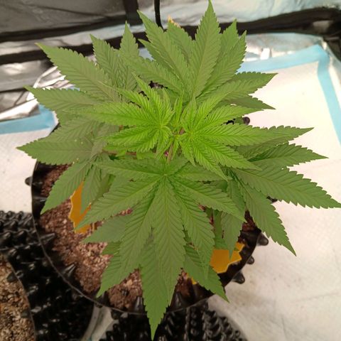 Og kush×5 kind seeds growlog timeline photo