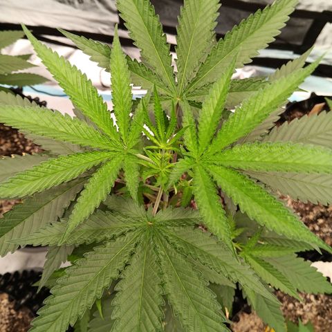 Og kush×5 kind seeds growlog timeline photo