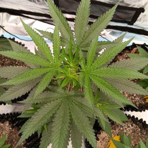 Og kush×5 kind seeds growlog timeline photo