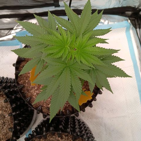 Og kush×5 kind seeds growlog timeline photo